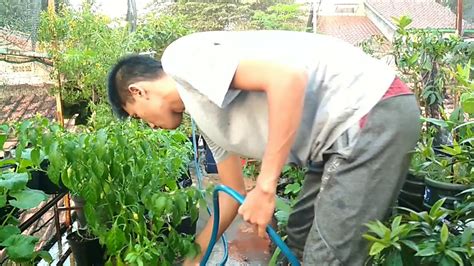 Kenapa?kenapa perlu pilih bina rumah bajet? Menyiram Tanaman Sayur, Buah, dan Herbal di Kebun Atas ...