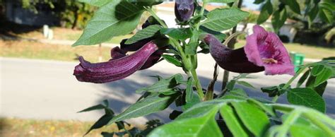 Book jacaranda beach resort, watamu on tripadvisor: Jacaranda Species, Purple Flower Jacaranda Jacaranda ...