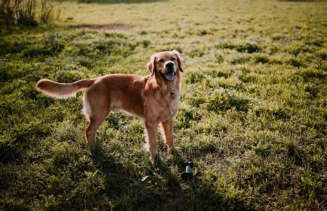 These loyal, sociable dogs are excellent with developed in the 1860s to be swimmers & retrievers, these pups love doing both of those things! Courtney, Golden Retriever Stud in Austin, Texas