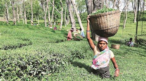 Himachal pradesh government is exploring the possibility of popularizing coffee cultivation in the state. Plantations in Himachal Pradesh's Palampur: A tea that's not on the menu of any political party ...