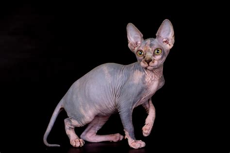 Advertise, sell, buy and rehome sphynx cats and kittens with pets4homes. Sphynx, canadian Sphynx, Cats, for Sale, Price