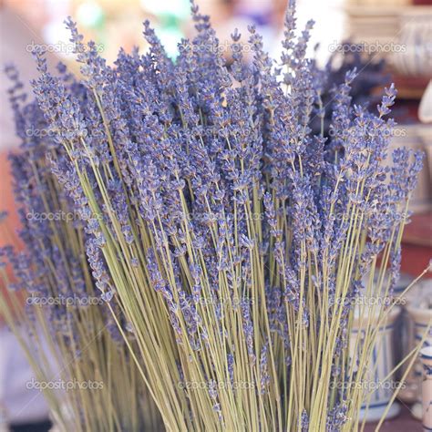dried lavender | Lavender bouquet, Dried lavender, Lavender