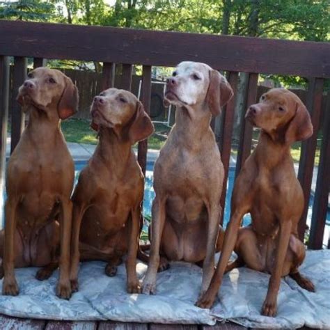Browse classifieds from vizsla dog breeders. Vizsla Breeder Registry, Vizsla Breeders, New York USA ...