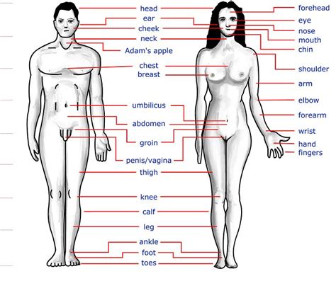 Find images of human body. MYFUNZONE: Science Facts - IX