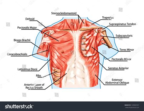 For successful bodybuilding, it is important to know the anatomy of the muscles and how to they work. Pectoralis Major Muscle Muscles Chest Thorax Stock Vector ...