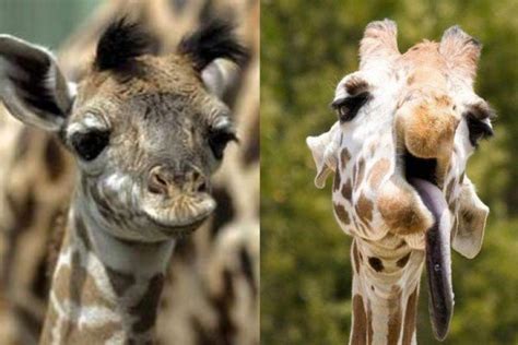 Down syndrome physical characteristics infographic diagram showing affected kid born with this disability for medical science health care and people awareness. 10 animals with down syndrome that will warm your heart - Goodfullness