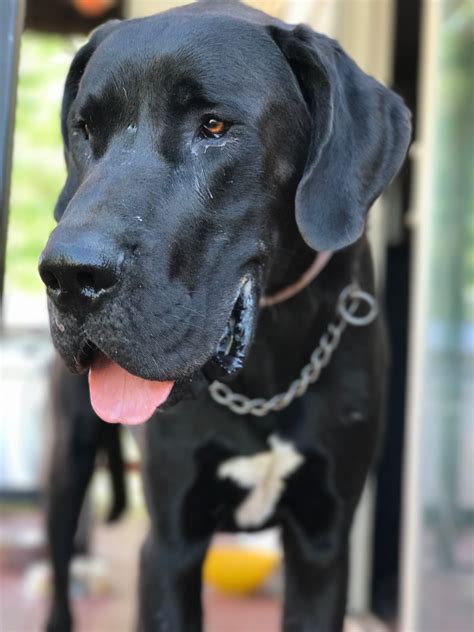 She is well socialized and will make a great family member. Great Dane dog for Adoption in Lakewood, CO. ADN-638245 on ...