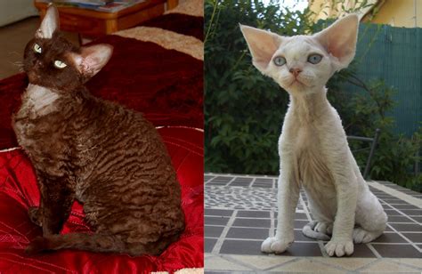 Refer to the coronavirus safety information page of our website for more information. Devon Rex - FFF - Le site de la Fédération Féline Française