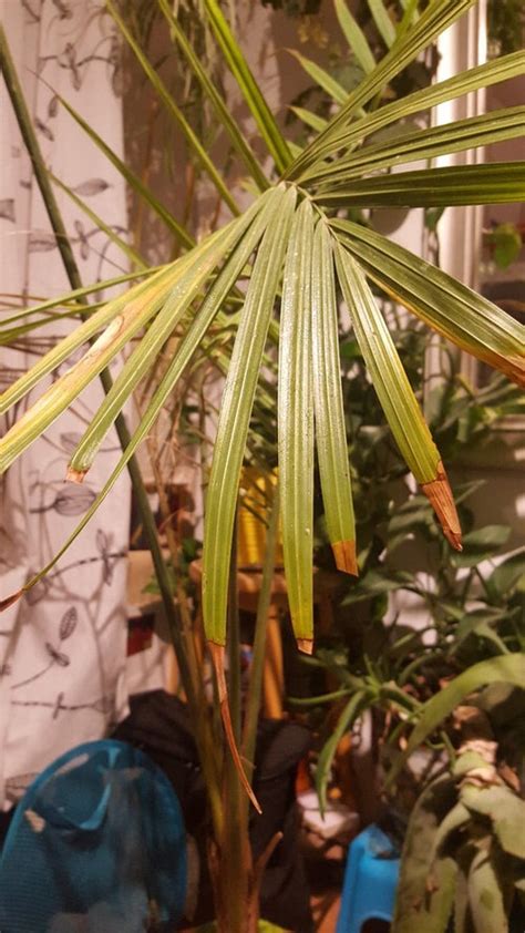 Here is a guide with tested tips informing you how to grow, keep no, majestic palm propagation isn't easy as seeds exclusively cultivate the plant. Help! My Majesty Palm dying by the hour