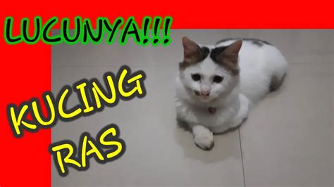 Memiliki genetik kucing siam, yang umumnya berwarna putih atau cokelat kekuningan, dengan semburat warna yang lebih gelap di. KUCING LUCUNYA PUTIH ANGGORA PERSIA - YouTube