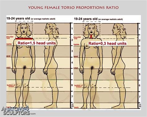 No need to register, buy now! Young adult female torso proportions ratio | Head & Body ...