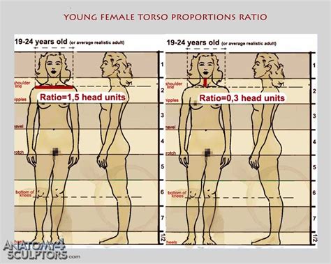 #reference #male torso #female torso #kibbitzer. Young adult female torso proportions ratio | Head & Body ...