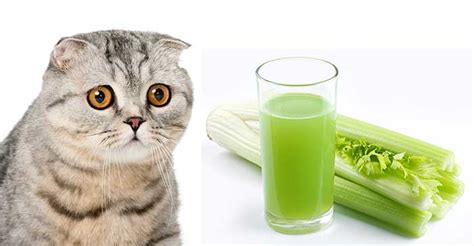These include carrots, asparagus, celery, zucchini, cucumber, broccoli, and blueberries. Can Cats Eat Celery? A Complete Guide To Celery For Cats