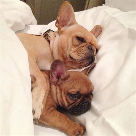 French bulldogs are commonly bred for their appearance, with a flat, smushed in face and a short, stocky appearance being desirable. Are you one of the pug lovers or french bulldog lovers ...