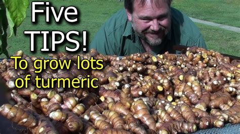See full list on doityourself.com 5 Tips How to Grow a Ton of Turmeric in Just 3 Square Feet ...