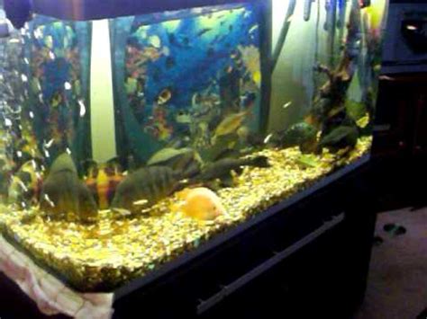 I put them in my 65 gallon aquarium which only has. Feeding Rosy Red Minnows to Tiger oscar, Jack dempsy ...