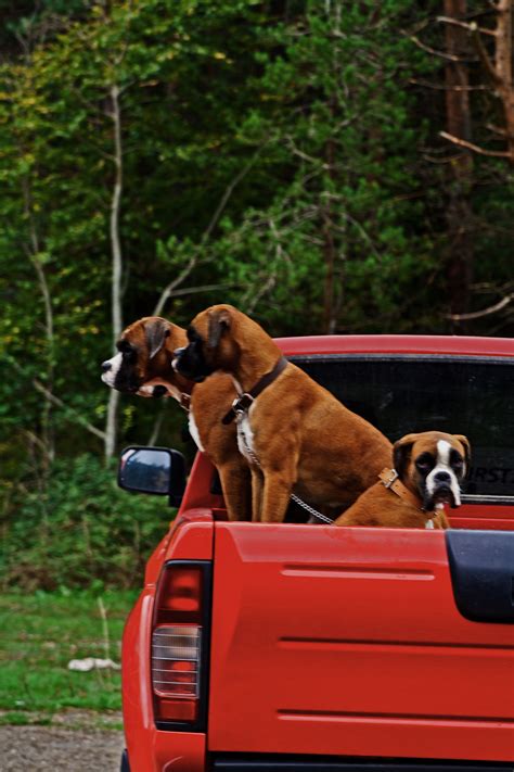 A raised dog food bowl raises the risk of killer bloat by 100%. Best Dog Food for Boxers to Help You Feed Them Right - DogAppy