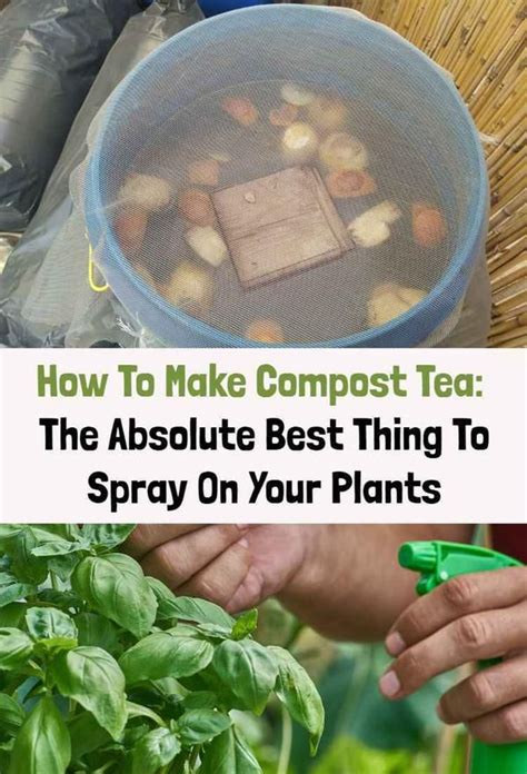 I threw a couple of inches of compost at the bottom of the holes. How To Make Compost Tea: The Best Thing To Spray On Your ...