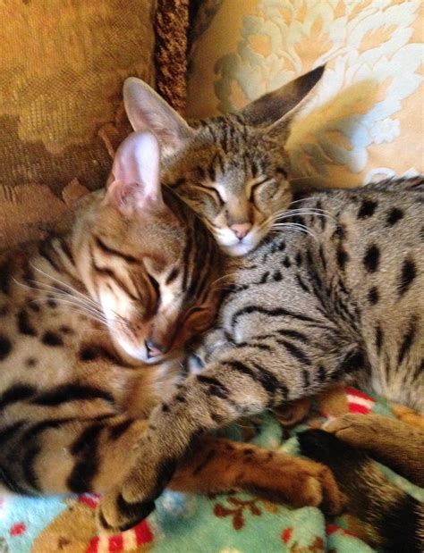 As bengal cat breeders, we strive for the best silver & brown spotted bengal cats around. Savannah Cat Breeders - Savannah Cats, Bengal Cats For Sale