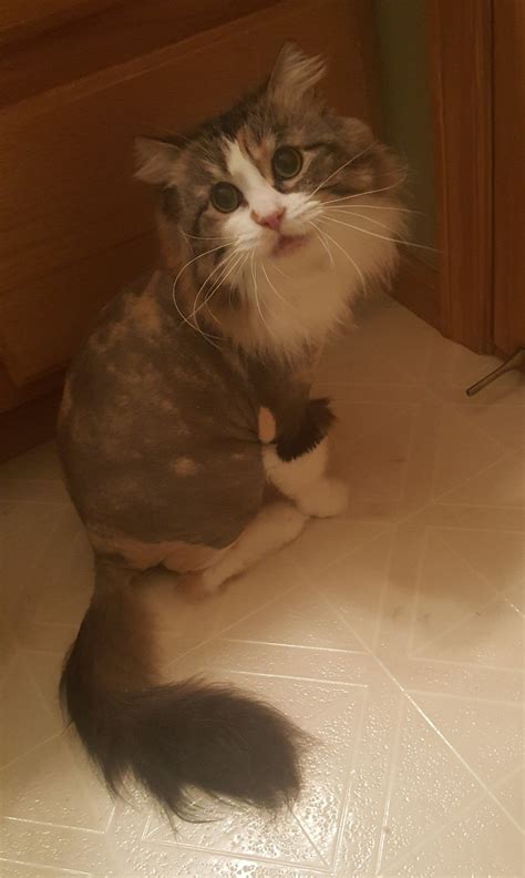 Plus, they may trigger an allergic reaction in people with dander. Calico long haired domestic cat | Domestic cat, Pets, Cats