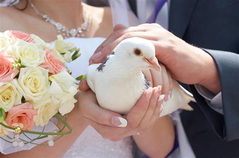 We did not find results for: Wedding white pigeon stock image. Image of enchanting ...