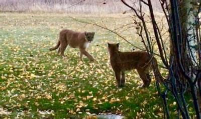 How much does a mountain lion weigh? Family's dog killed by mountain lion was hero for alerting ...