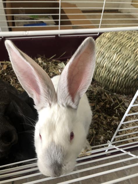 Why do cats like their noses rubbed? Why is my albino Flemish giant turning gray? Shouldn't he ...