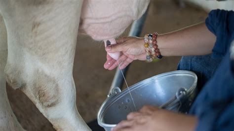 Approximately 20 litres per day. How much milk does a cow produce in its lifetime?