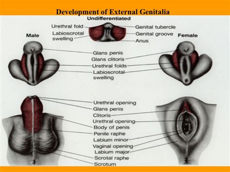 In some cases, intersexual features are visible at birth, while in others, they are not evident until puberty. Hermaphrodite genitalia in humans. Hermaphrodite genitalia in humans.