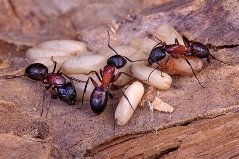 Bobo decorators, like bobo.query used in the example above control how urls are mapped to objects. Photograph Guarding the Nest by Bob Jensen on 500px ...