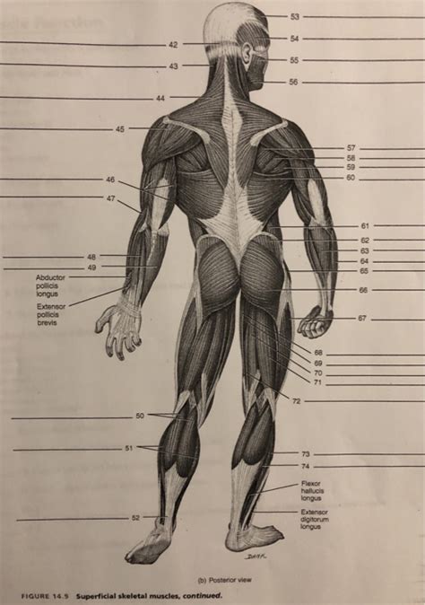 Skeletal muscles rarely work by themselves to achieve movements in the body. Solved: 228 EXERCISE 14 SKELETAL MUSCLES AND THEIR ACTIONS ...
