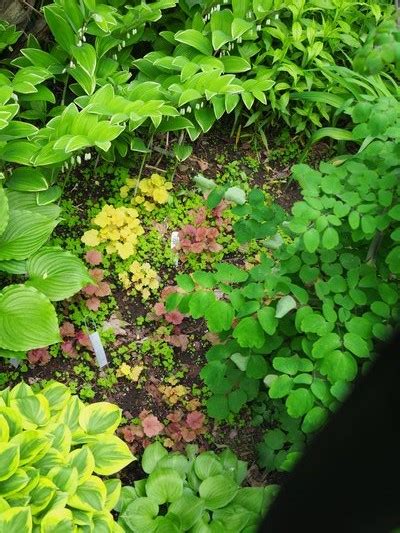 Trial and error may be key as well as watching your garden throughout the year to these clump forming herbaceous perennials grown for their striking foliage and flowers come in a large variety of forms and colours including blue. Loving Shade-Loving Perennials - 27 East