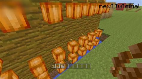 Discover how you can use either a hole or a fence for herding, and learn to use wheat to breed a baby. How to Grow Cocoa Beans in Minecraft | Curious.com