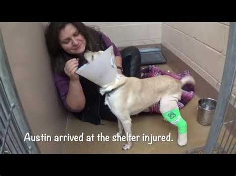Areas austin animal center serves. Please Help Save Injured Nice Dog Austin ASAP! 2 years old ...