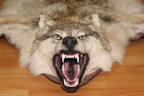 The most common wolf range material is wood. SIBERIAN GREY WOLF - TAXIDERMY RUG, CARPET FOR SALE - FUR ...