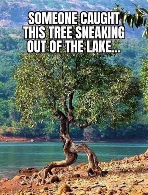 Khabane lame, known as khaby lame, is an italian tiktok content creator known for his reaction videos to ironic life hack clips and other tiktok videos with the poker face expression. dopl3r.com - Memes - SOMEONE CAUGHT THIS TREE SNEAKING OUT ...