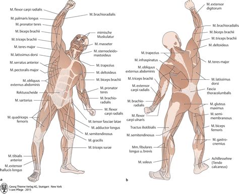 Die drei bände zu pflege, anatomie sowie physiologie und krankheitslehre sind genau aufeinander abgestimmt. 13. Bewegungssystem - Pflegepädagogik - Georg Thieme Verlag