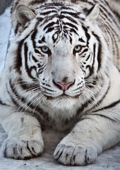 Скачать картинку Белый Бенгальский тигр бесплатно