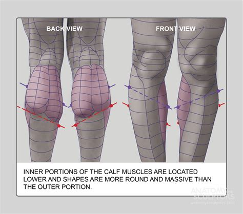 Artists, designers, illustrators, concept artists, matte painters and more! Tutorials of Anatomy For Sculptors* • Blog/Website ...