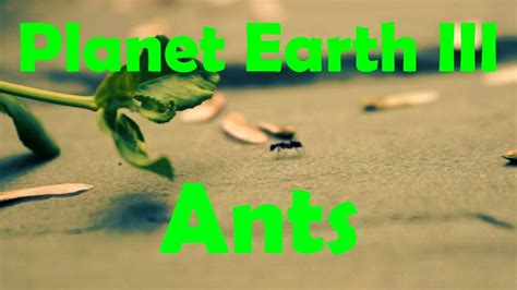 But some do it anyway and when it gets wet, it loses its repelling effect completely. Planet Earth III ~ ANTS - YouTube