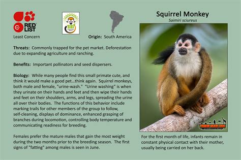 Welcome to cooke county, texas. Squirrel Monkey | Gainesville, TX - Official Website