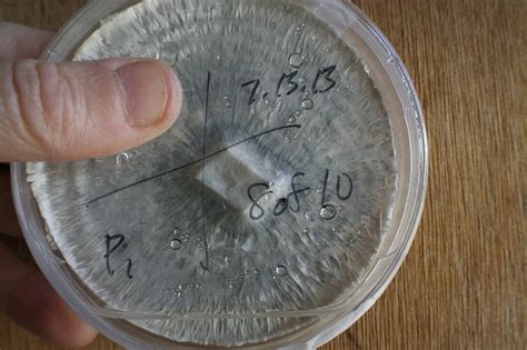 They should be stored in a cool, dry place, making your it's great to have a general idea of how long mushrooms can keep in the fridge, but you should also regularly examine them for signs of spoilage. How long is an agar plate good for in the fridge, and ...