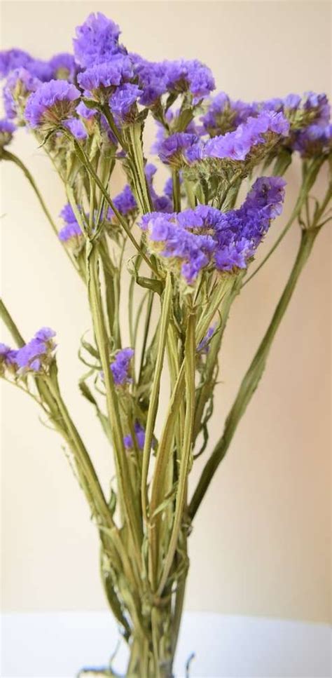 Vat per stem add to basket Statice dried flowers purple violet wholesale in 2020 ...