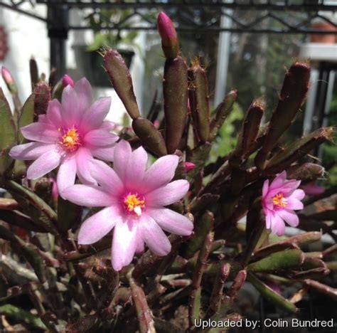 Cacti are fun to grow because of there eccentric, even comical shapes. Rhipsalidopsis rosea