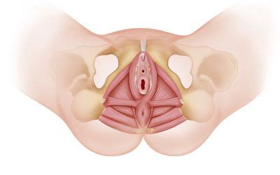 Enjoy high quality video on the go gaytube every day, add sites to bookmark. What Causes Labial Hypertrophy or Labia Enlargement?