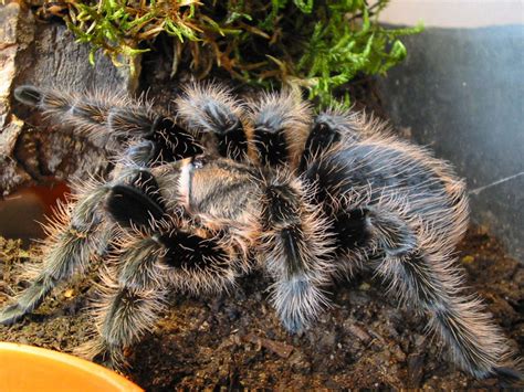 Tliltocatl Albopilosum - Kosta Rikan Curly-Hair Hakkında ...