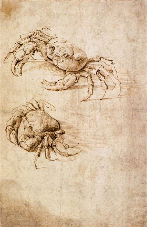 Leonardo di ser piero da vinci, known to the art n craft leonardo da vinci animal drawings leonardo horse art sun art animal paintings. Studies of crabs - Leonardo da Vinci - WikiArt.org