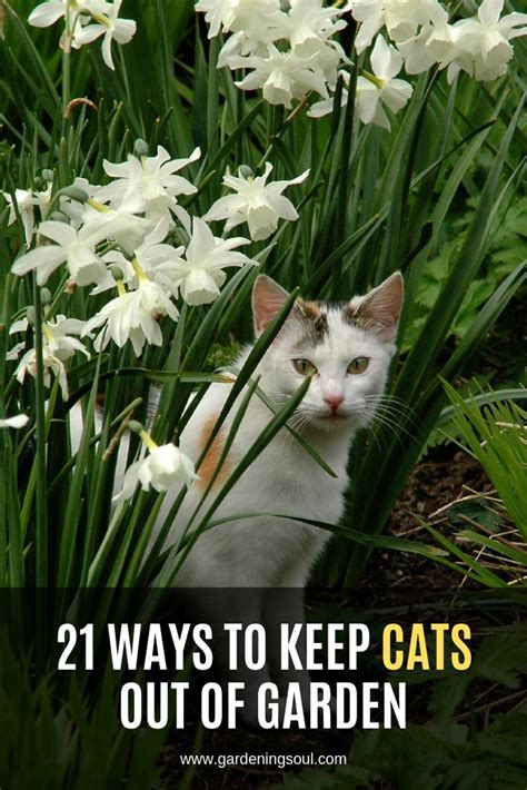 A few simple techniques can discourage cats from entering your yard or wreaking havoc in your garden. 21 Ways To Keep Cats Out Of Garden | Cat repellant outdoor ...