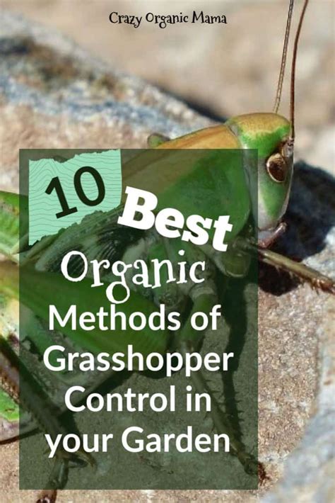 For more information, i highly recommend the gardener's bug book. Pin on Natural Plant Pest, Weed & Disease Control