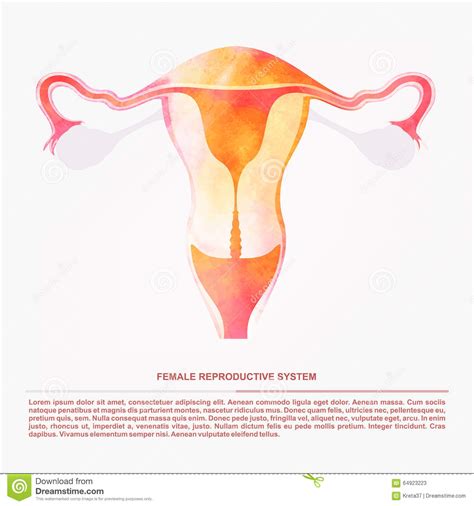 Find the perfect female internal organs illustration stock photo. Vector Illustration Of Women's Sexual Reproductive Organ ...